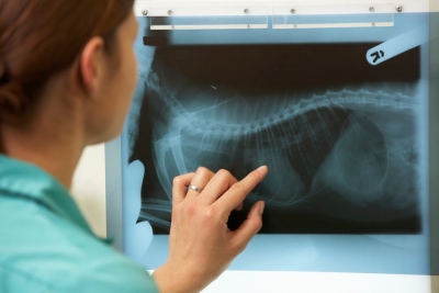Radiografía Veterinaria
